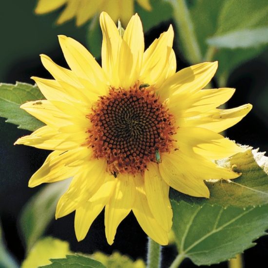 Provence sunflower