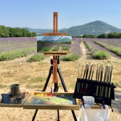 Lavender fields