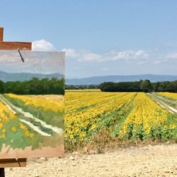 Field of sunflowers