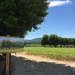 Row of plane trees on French Farm