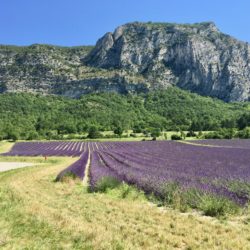 Lavender field outside of Foret de Soau