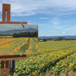 sketch of sunflower field