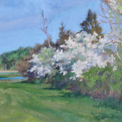 Spring Blossoms, 12" x 16", oil on canvas board