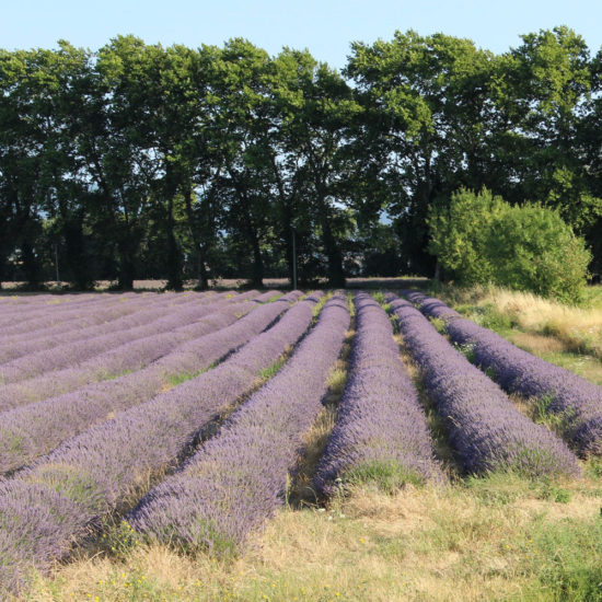 Field of Lavender